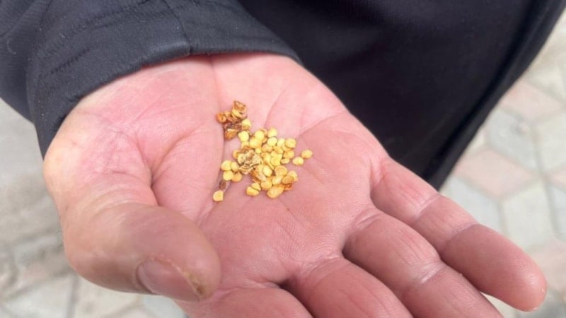 Yozgat'ta ata tohumlarıyla yerel tarım kültürü korunuyor