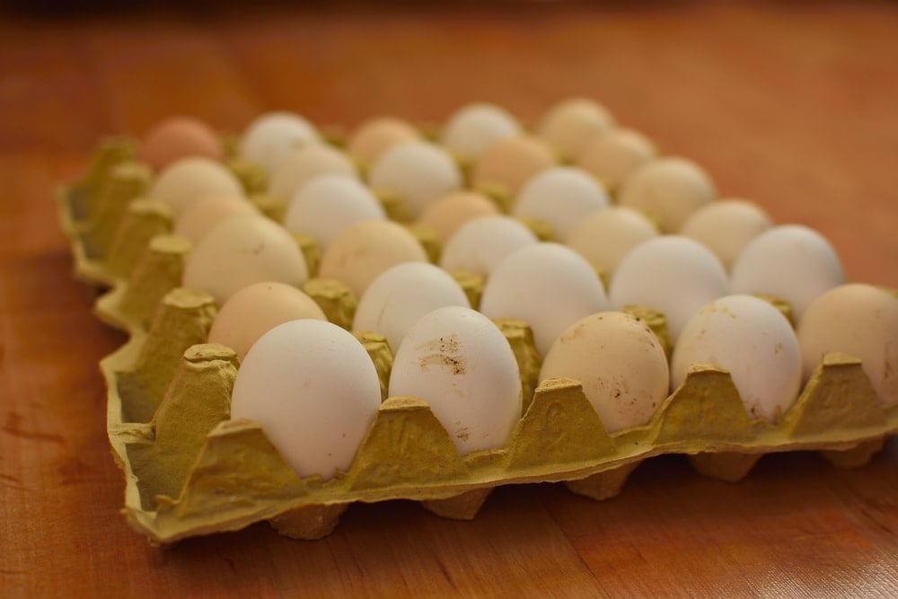 Yumurta ihracatında yasak ve jeopolitik fırsatlar: Türkiye'nin üretim kapasitesi artıyor