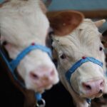 2026 yılı kurbanlık hayvan fiyatları illere göre değişkenlik gösteriyor