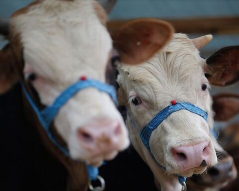 2026 yılı kurbanlık hayvan fiyatları illere göre değişkenlik gösteriyor