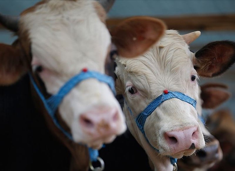 2026 yılı kurbanlık hayvan fiyatları illere göre değişkenlik gösteriyor