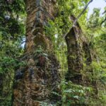 5 Bin Yıl Önceye Ait Kale Romanya'da Keşfedildi