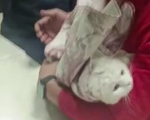 Adıyaman'da Kedi, Lavabo Giderine Sıkıştı; İtfaiye Ekipleri Başarıyla Kurtardı