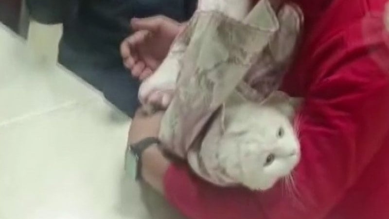 Adıyaman'da Kedi, Lavabo Giderine Sıkıştı; İtfaiye Ekipleri Başarıyla Kurtardı