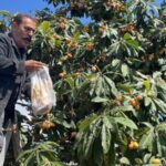 Alanya'da Üretici, Dalında Kalan Malta Eriğini Ücretsiz Dağıtarak İsrafı Önledi