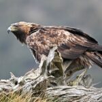 Altın kartallar yeniden doğaya salınacak: 150 yıl aradan sonra umut var