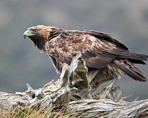 Altın kartallar yeniden doğaya salınacak: 150 yıl aradan sonra umut var