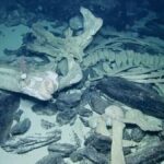 Antarktika Derinliklerinde Keşfedilen Yeni Türler, Okyanus Ekosisteminin Gizemlerini Aydınlatıyor