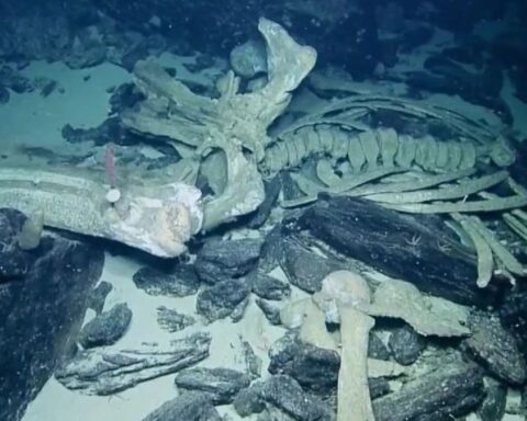 Antarktika Derinliklerinde Keşfedilen Yeni Türler, Okyanus Ekosisteminin Gizemlerini Aydınlatıyor