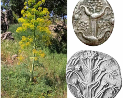 Antik Silphium Bitkisi Anadolu'da Yeniden Keşfedildi: Tarihin Gizemi Aydınlanıyor