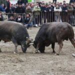 Artvin’de Boğa Güreşleri Sezonu Açıldı: 10 Bin Kişi Heyecanlı Müsabakaları İzledi