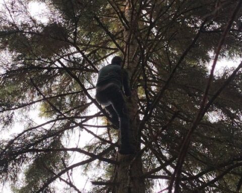 Artvin'de Yüksek Ağaçta Takılan Drone, Mahalleli Tarafından Kurtarıldı