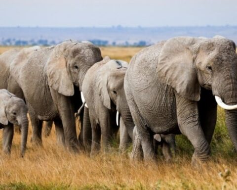 Avcıyı Filler Ezdi: 75 Yaşındaki İş İnsanı Hayatını Kaybetti