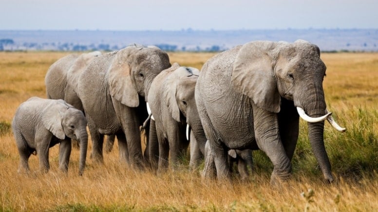 Avcıyı Filler Ezdi: 75 Yaşındaki İş İnsanı Hayatını Kaybetti
