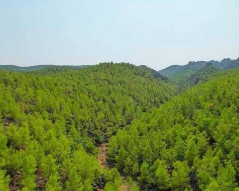 Avrupa Ormanları Göç Ediyor: Bitki Türleri Hızla Yön Değiştiriyor