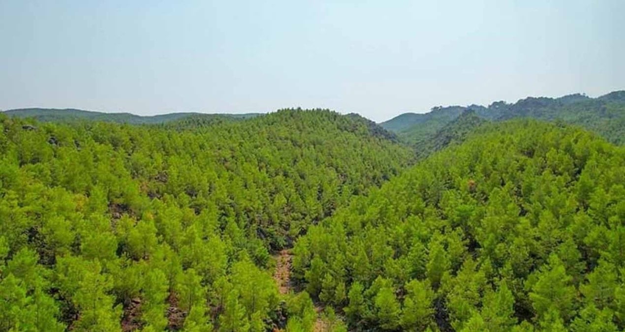 Avrupa Ormanları Göç Ediyor: Bitki Türleri Hızla Yön Değiştiriyor