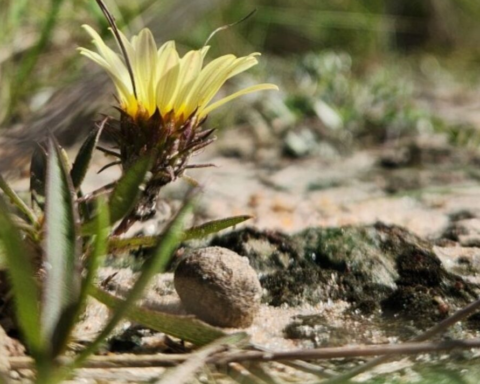 Brezilya’da Eşsiz Bir Bitki Türü Keşfedildi: Sadece 35 Örneği Kaldı