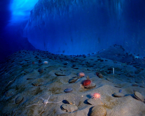 Buzdağının Altında Keşfedilen Gizli Ekosistem İklim Değişikliğiyle Gündeme Gelebilir