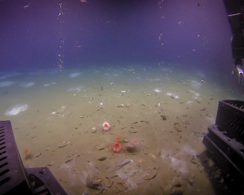 Buzların Altındaki Metanla Beslenen Canlıların Keşfi Bilim Dünyasını Sarstı