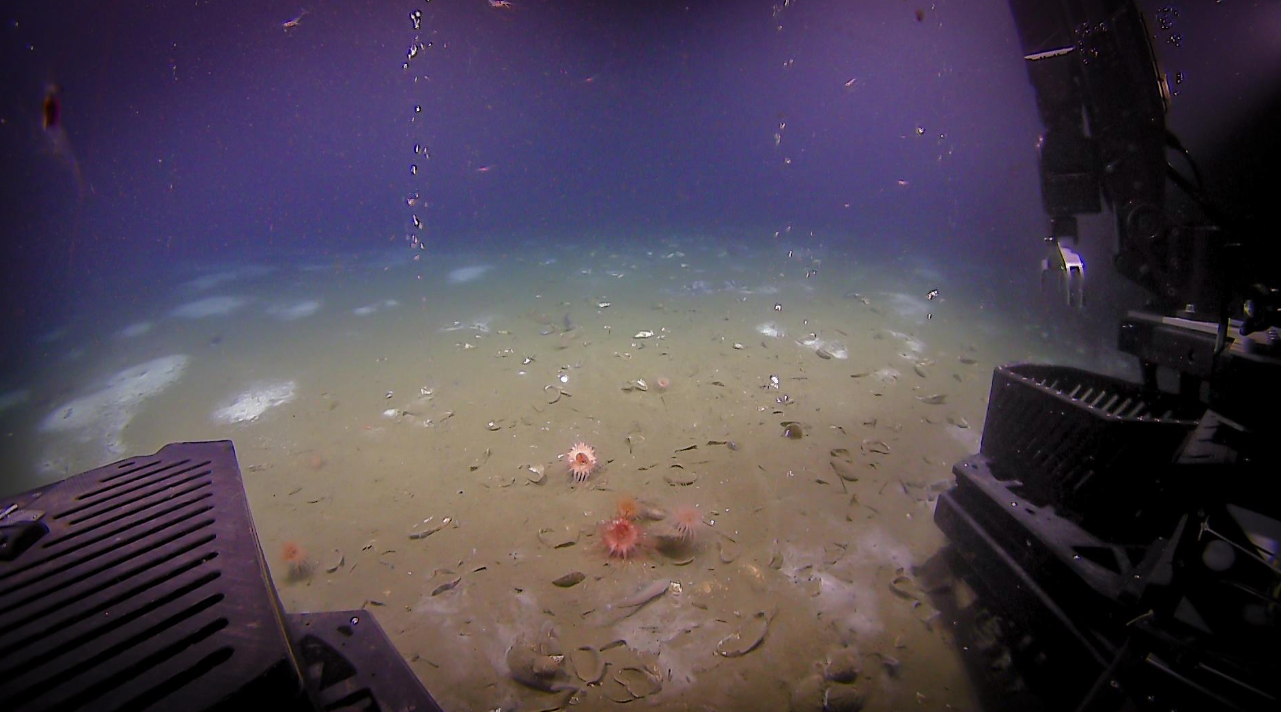 Buzların Altındaki Metanla Beslenen Canlıların Keşfi Bilim Dünyasını Sarstı