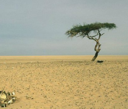 Çölün Ortasında Hayatta Kalan Tenere Ağacı'nın 400 Yıllık Hikayesi