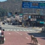 Daejeon'da Kaçan Kurt, Şehirde Paniğe Neden Oldu