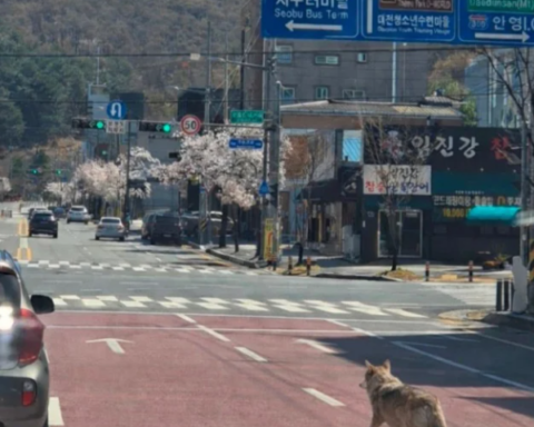 Daejeon'da Kaçan Kurt, Şehirde Paniğe Neden Oldu