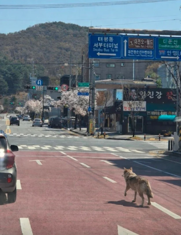 Daejeon'da Kaçan Kurt, Şehirde Paniğe Neden Oldu
