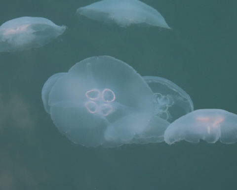 Denizanaları, İklim Değişikliğinin Yeni Sürdürülebilir Gıda Seçeneği Oluyor