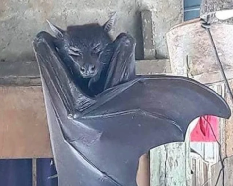 Dev yarasa görüntüleri sosyal medyada büyük yankı uyandırdı