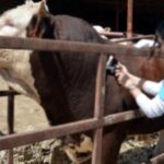 Dijital Ödeme Sistemiyle Hayvancılıkta Aşı ve Küpe Ücretleri Desteklemeden Mahsup Edilecek