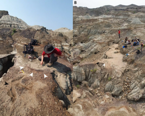 Dinozorlar Gruplar Halinde Mi Yaşıyordu? Yeni İzler Bu Tezi Sarsıyor