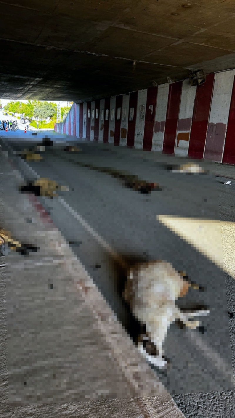 Dörtyol'da Otomobilin Koyun Sürüsüne Çarpması Sonucu 17 Koyun Öldü