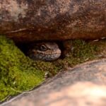 Dünyada Yeni Keşfedilen Nadir Kertenkele Türü Tehlike Altında