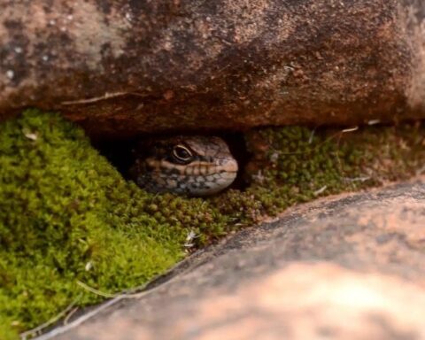 Dünyada Yeni Keşfedilen Nadir Kertenkele Türü Tehlike Altında