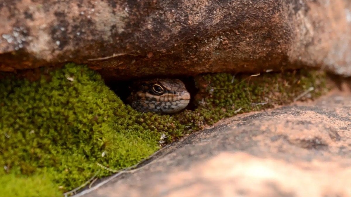 Dünyada Yeni Keşfedilen Nadir Kertenkele Türü Tehlike Altında
