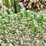 Dünyanın En Acı Bitkisi: Acı Biberler Karşısında Resiniferatoksin Şaşırtıyor