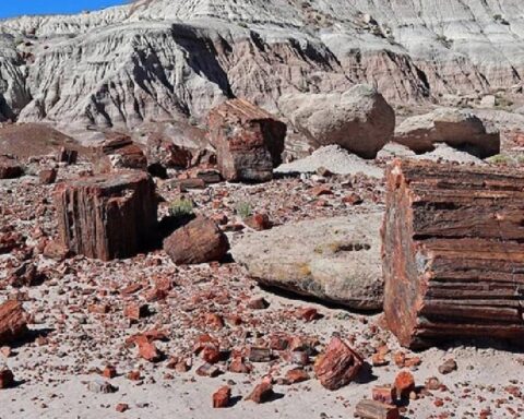 Dünyanın En Yüksek Fosilleşmiş Ağaç Yoğunluğu Arizona'daki Milli Parkta Korunuyor
