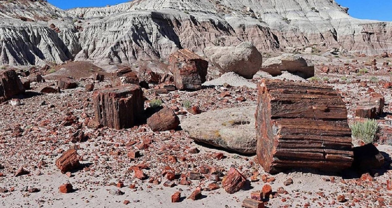 Dünyanın En Yüksek Fosilleşmiş Ağaç Yoğunluğu Arizona'daki Milli Parkta Korunuyor