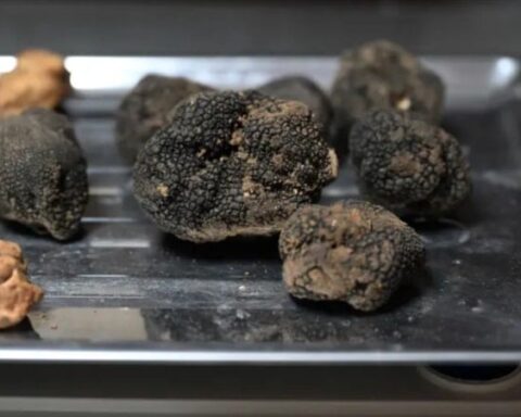 Edirneli Tuncay Croatto, İtalya'dan Döndü, Trüf Mantarında Yeni Fırsatlar Yaratıyor