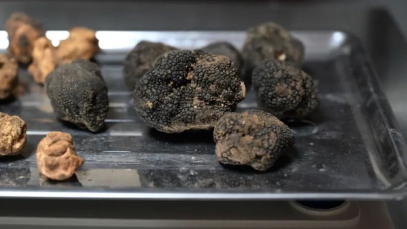 Edirneli Tuncay Croatto, İtalya'dan Döndü, Trüf Mantarında Yeni Fırsatlar Yaratıyor