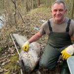 Efsanevi Dev Yayın Balığı Almanya'da Yakalandı: 2,60 Metre ve 100 Kilogram