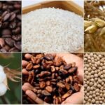 Emtia Piyasasında Barış Beklentisi ile Yükseliş Devam Ediyor