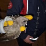 Ereğli’de İpe Dolanan Ebabil Kuşu İçin Trafik Durduruldu