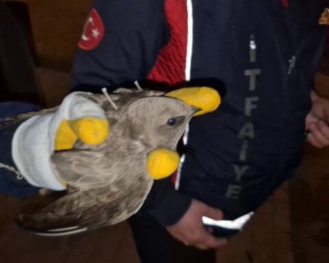 Ereğli’de İpe Dolanan Ebabil Kuşu İçin Trafik Durduruldu