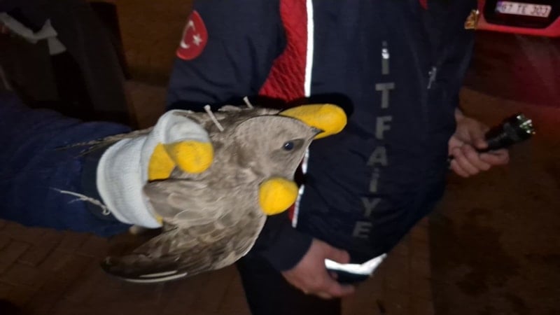 Ereğli’de İpe Dolanan Ebabil Kuşu İçin Trafik Durduruldu