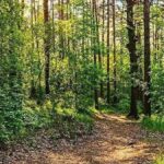 Estonya'da Keşfedilen Antik Yerleşim, Savaş ve Kültürel Değişimin İzlerini Taşıyor