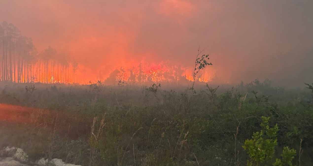 Georgia'daki Orman Yangınlarında 120'den Fazla Ev Yok Oldu