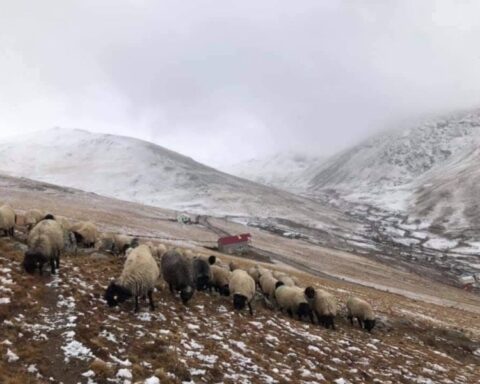 Giresunlu yaylacılardan eski kullanım hakları için itiraz: 300 yıl süren gelenek tartışma konusu oldu