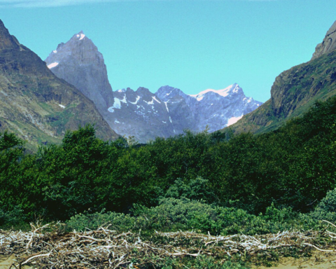 Grönland'ın Kutuplara Rağmen Var Olan Tek Doğal Ormanı: Qinngua Vadisi'nin Eşsiz Ekosistemi